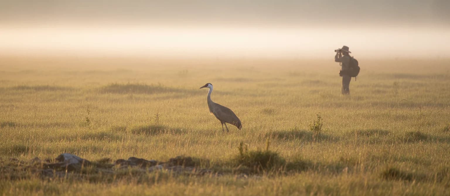Specialist Nyika birding