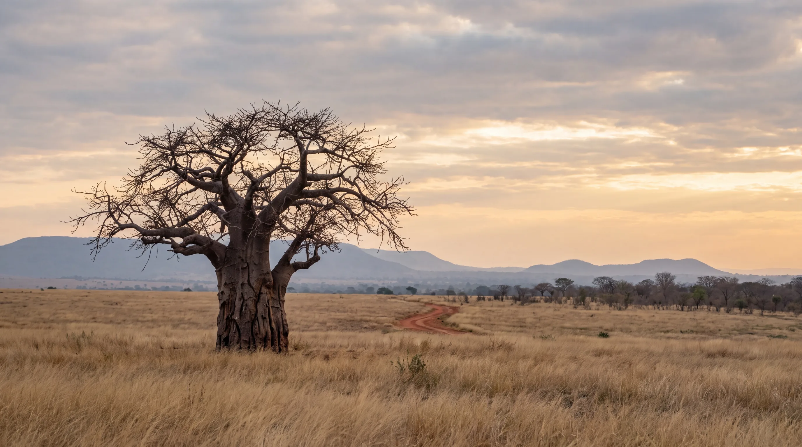 A lone baobab on open Malawian grassland in soft morning light