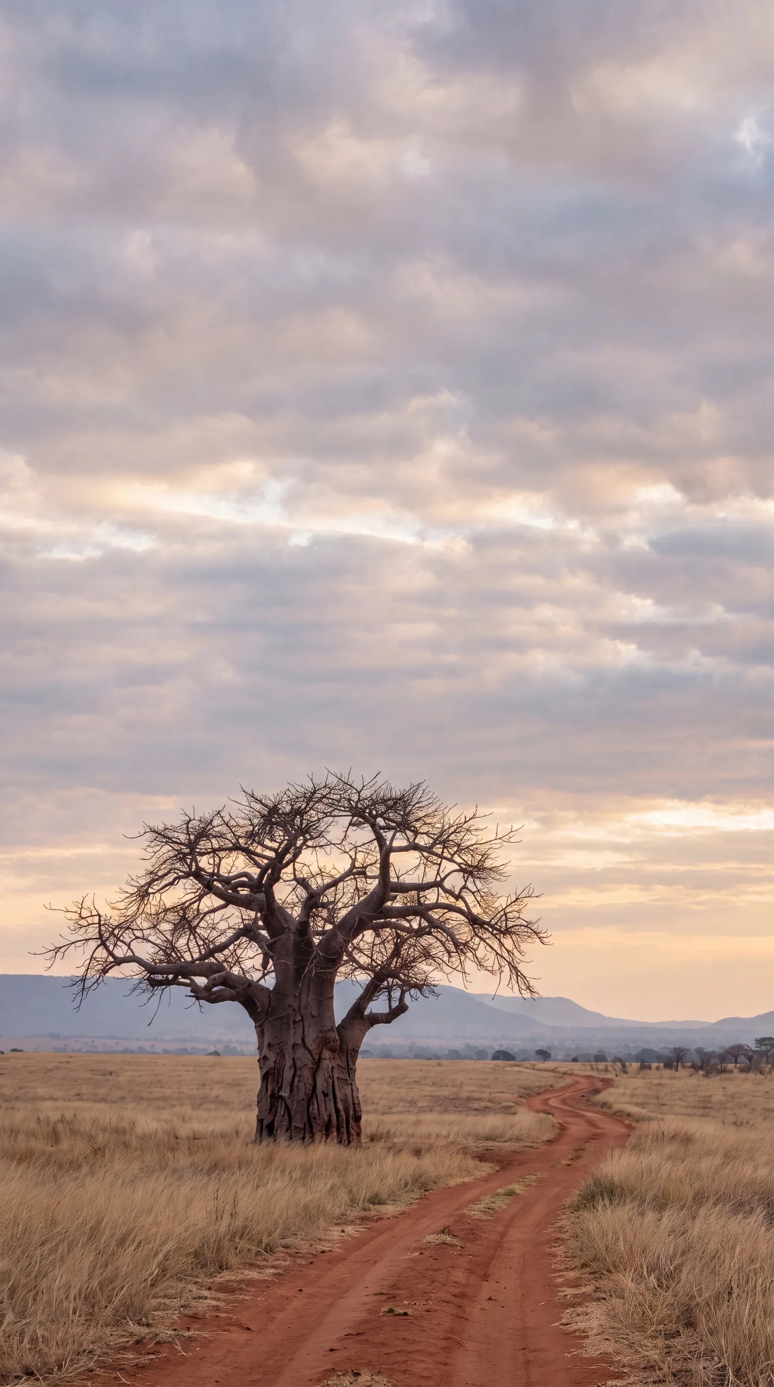 A lone baobab on open Malawian grassland in soft morning light
